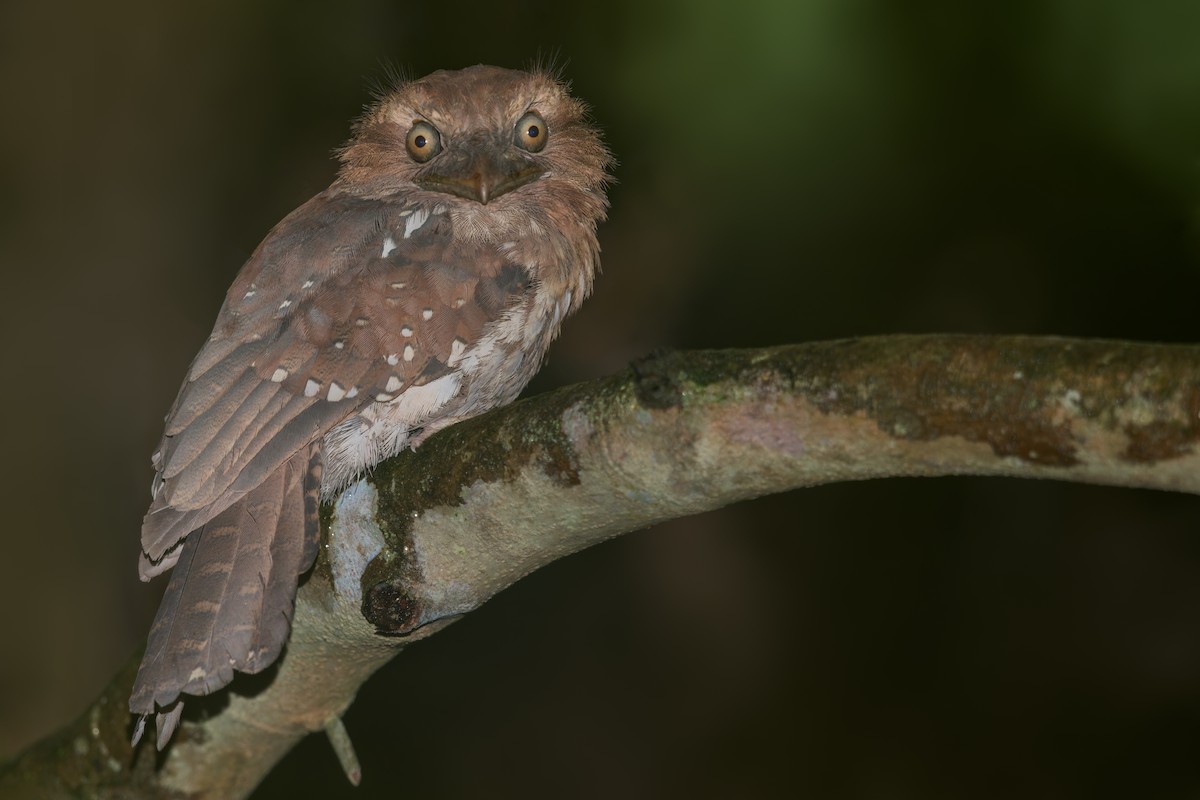 Gould's Frogmouth - Dubi Shapiro