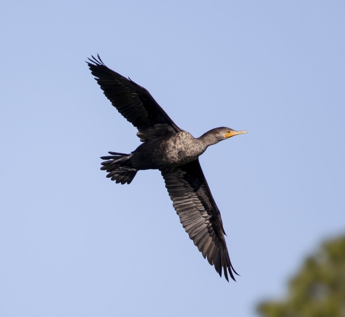 Cormoran à aigrettes - ML613558862