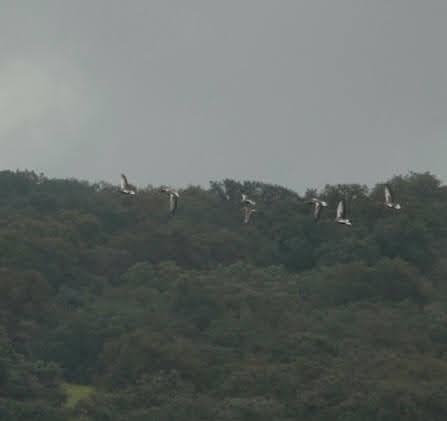 Tundra Bean-Goose - Seppo Hjerppe