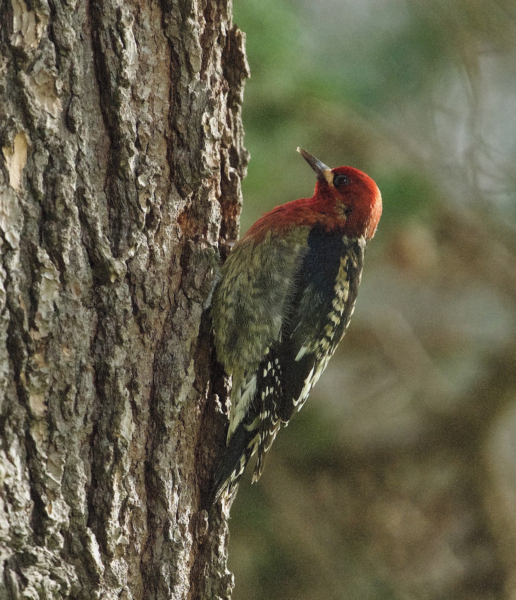 Red-breasted Sapsucker - ML613558967
