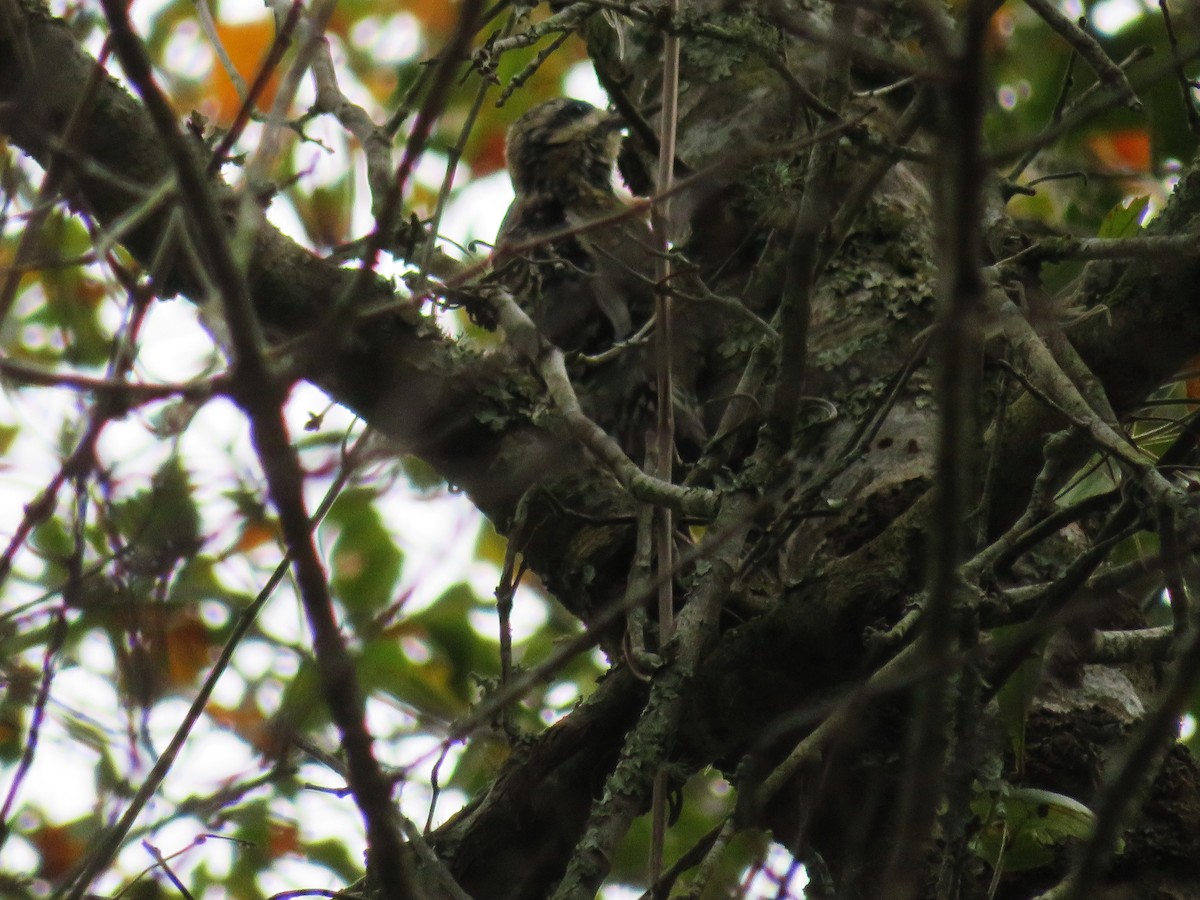 Yellow-bellied Sapsucker - ML613558992