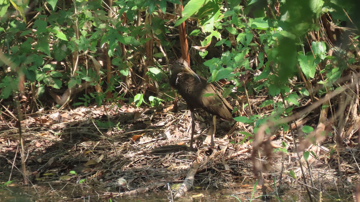 Limpkin - ML613559003