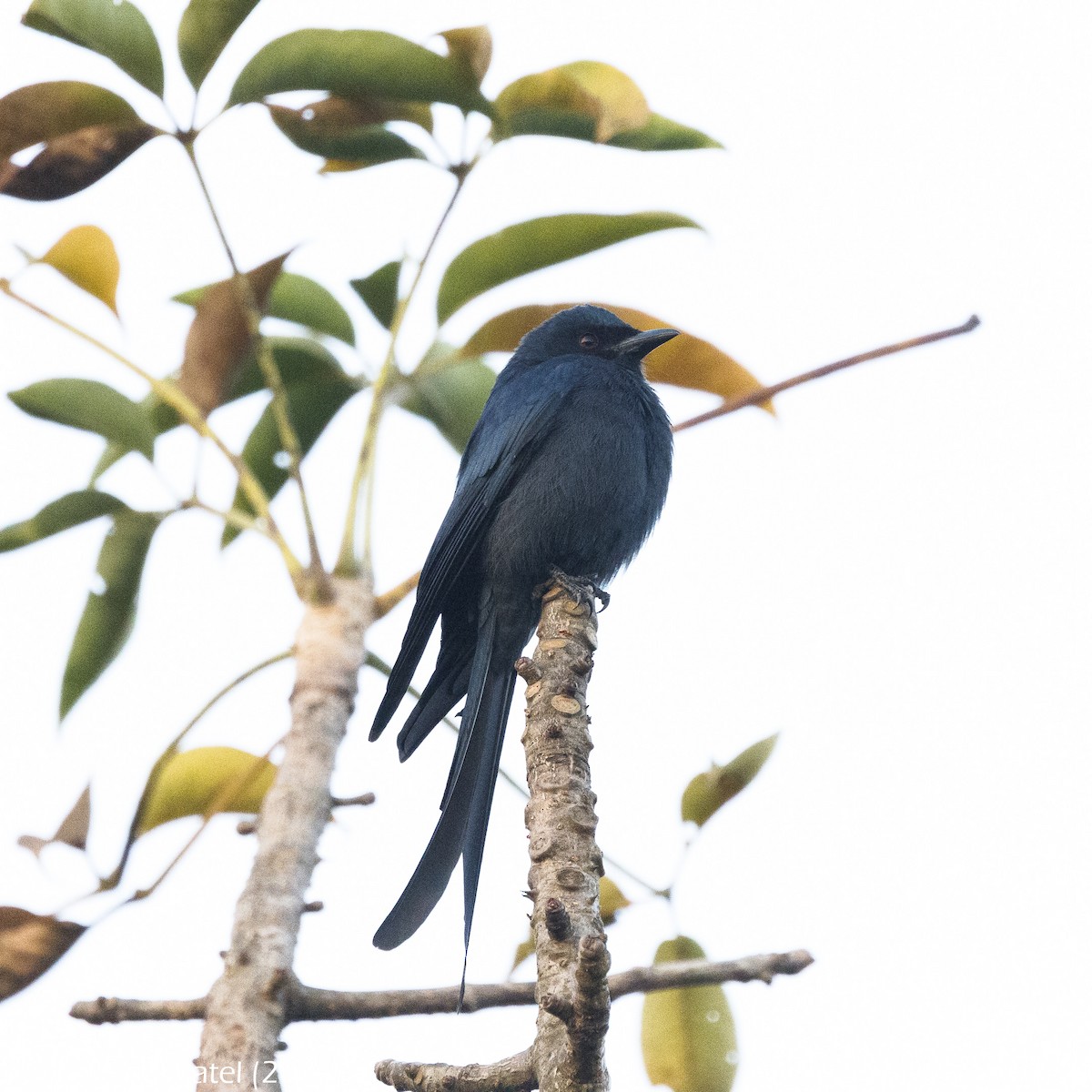 Kül Rengi Drongo - ML613559009