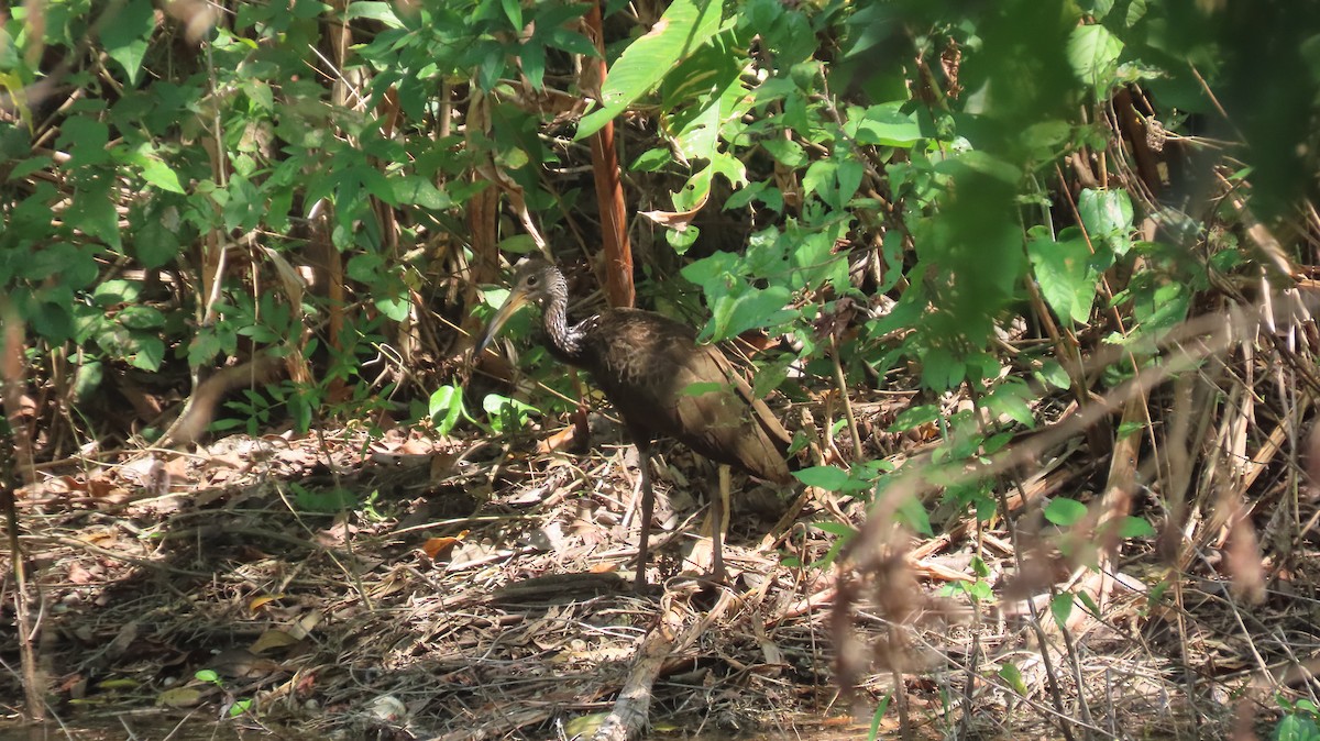 Limpkin - Israel Toloza Pérez