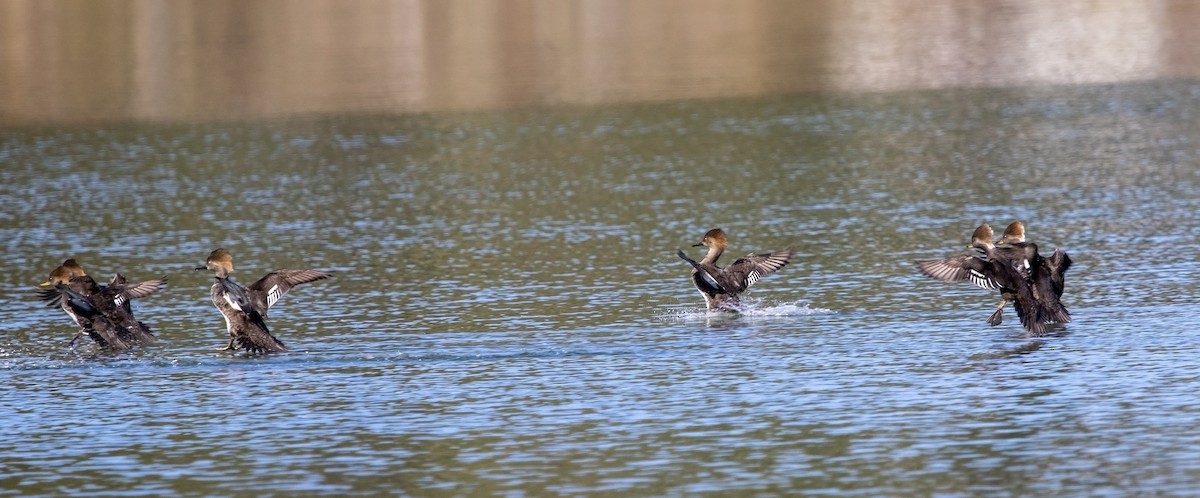 Hooded Merganser - ML613559036