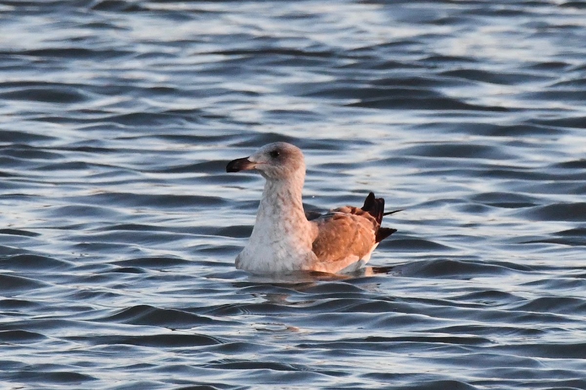 Yellow-footed Gull - ML613559040