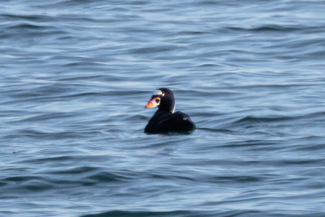 Surf Scoter - ML613559042