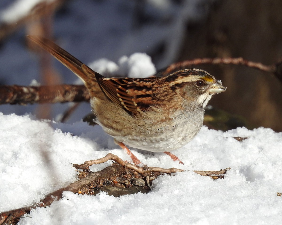 White-throated Sparrow - Rita Viau