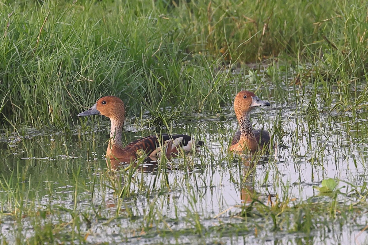 Fulvous Whistling-Duck - ML613559053