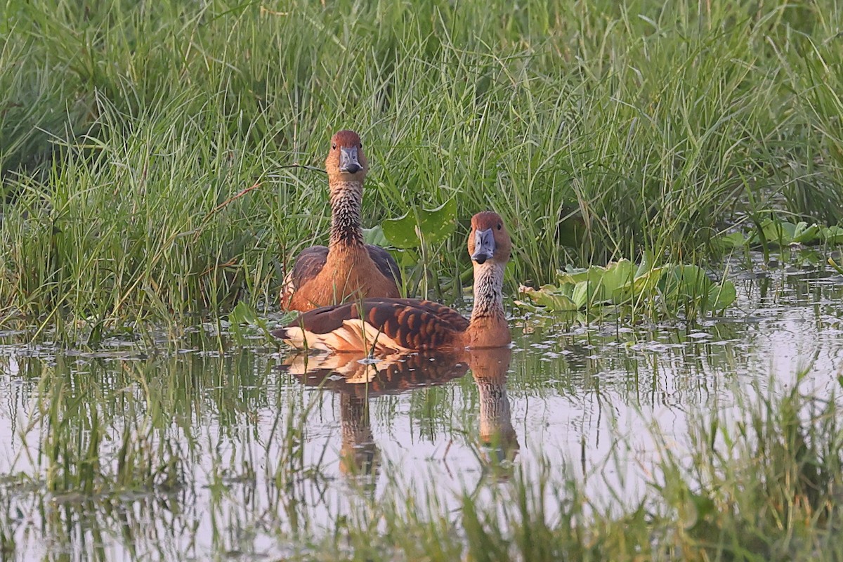 Fulvous Whistling-Duck - ML613559073