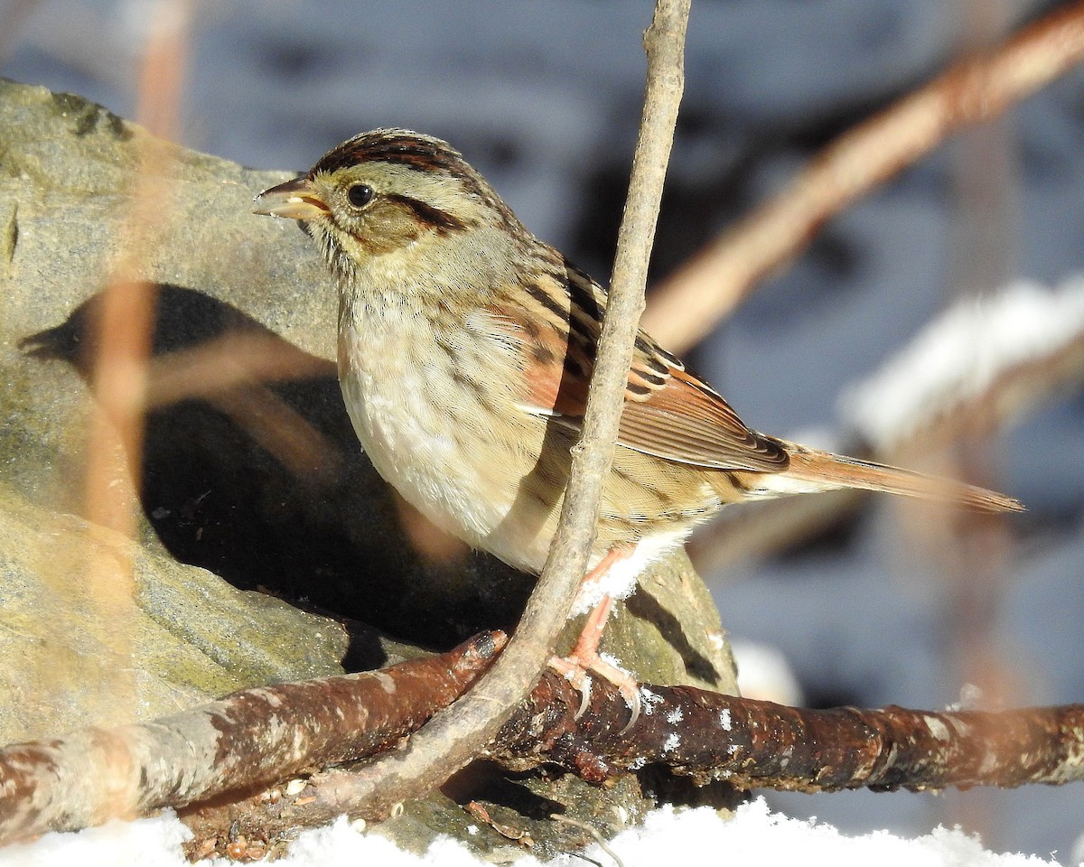 Swamp Sparrow - ML613559085