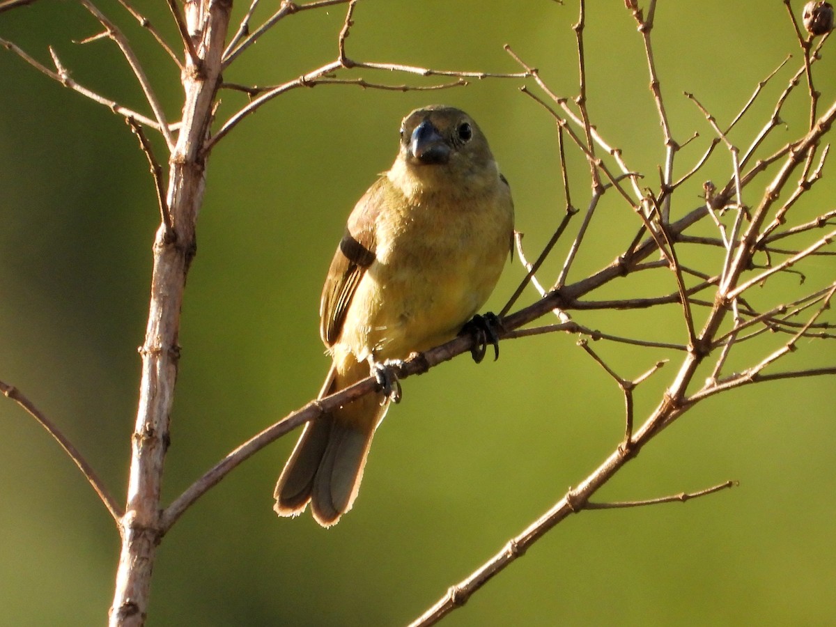 Wing-barred Seedeater - ML613559217