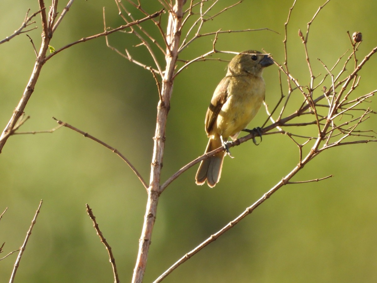 Wing-barred Seedeater - ML613559227