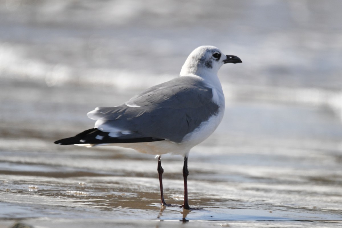 Laughing Gull - ML613559288