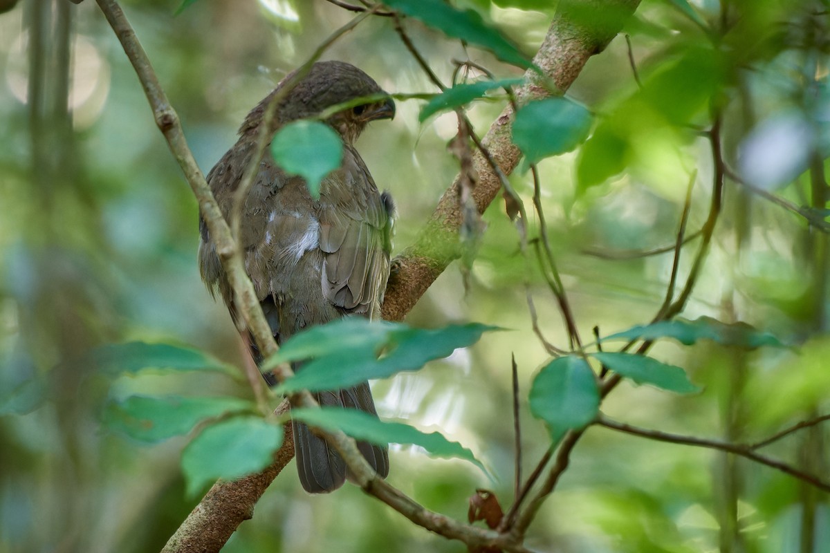 Tooth-billed Bowerbird - Tomáš Grim