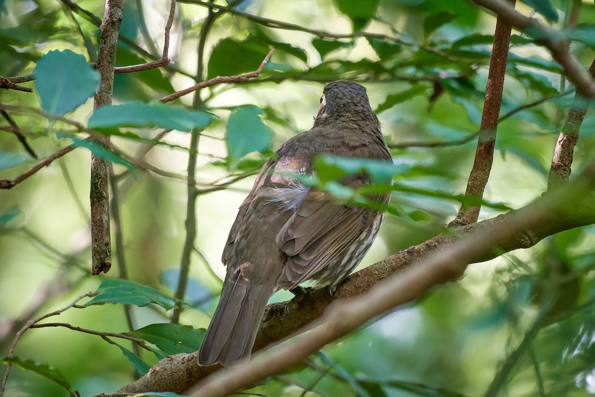 Tooth-billed Bowerbird - ML613559292