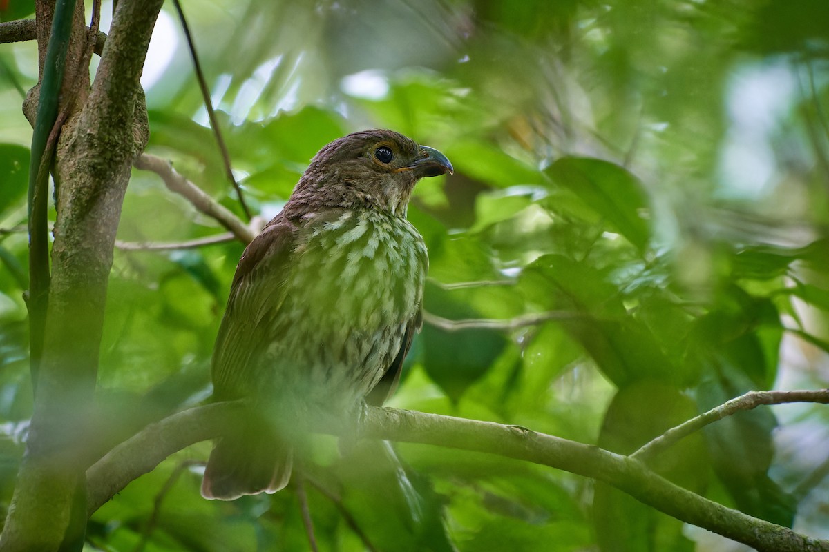 Tooth-billed Bowerbird - ML613559293