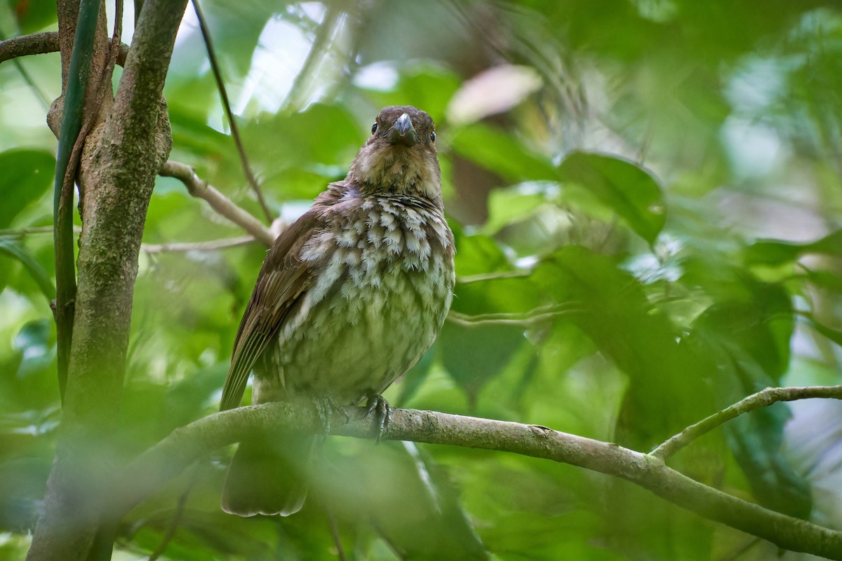 Tooth-billed Bowerbird - ML613559294