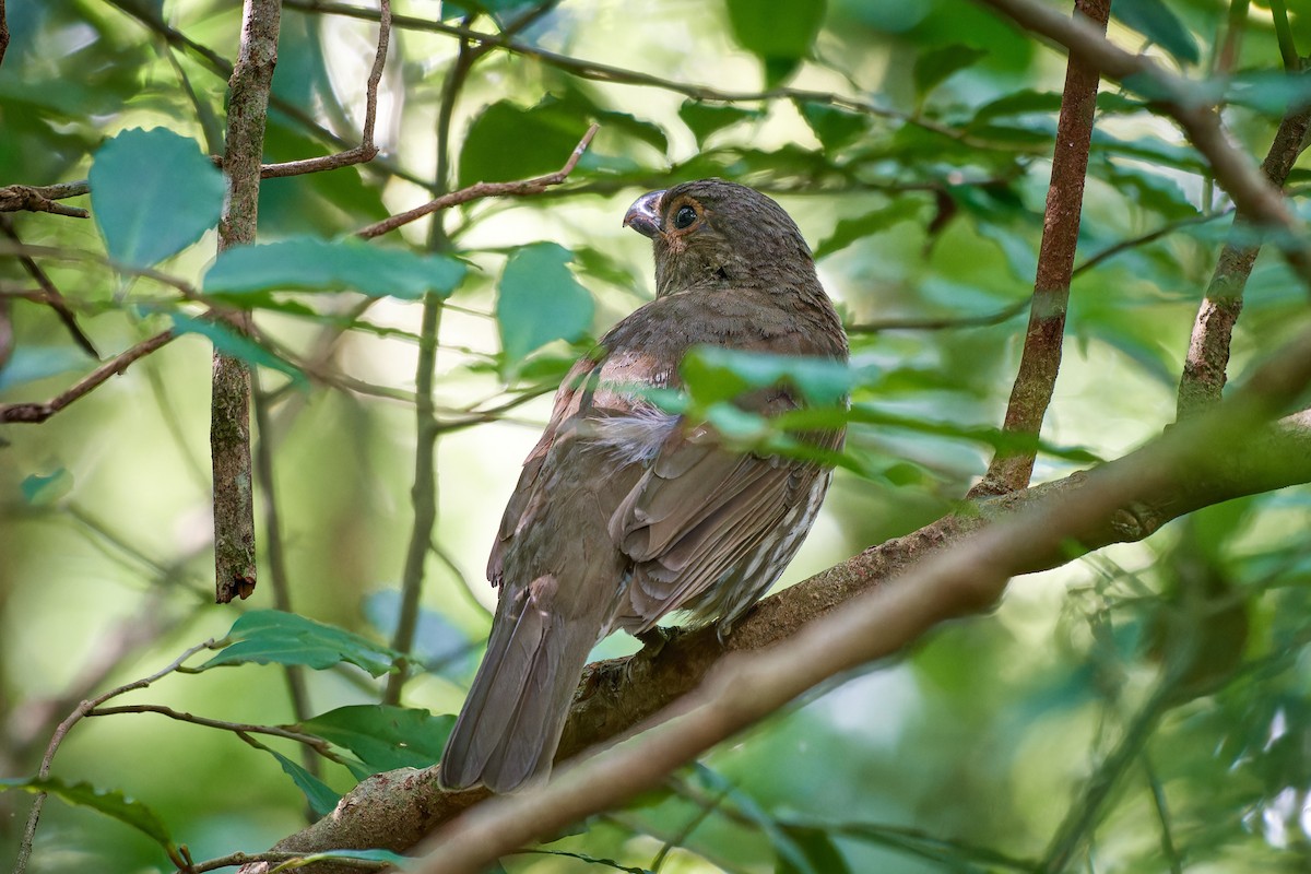 Tooth-billed Bowerbird - Tomáš Grim