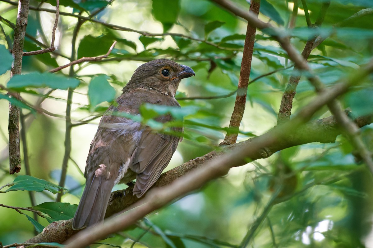 Tooth-billed Bowerbird - ML613559296