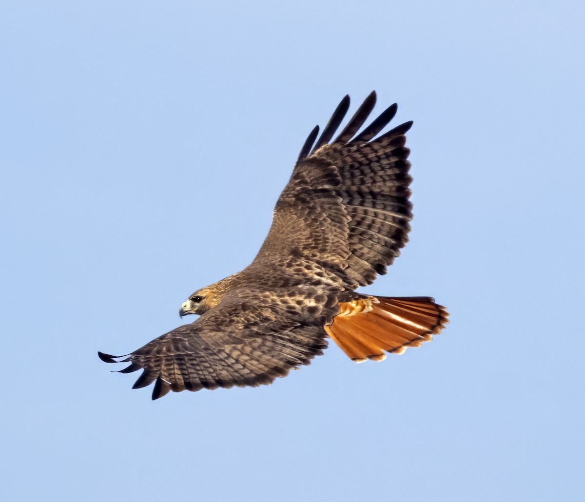 Red-tailed Hawk (borealis) - ML613559323