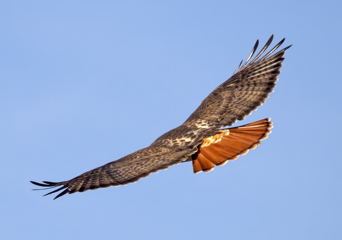 Red-tailed Hawk (borealis) - ML613559324