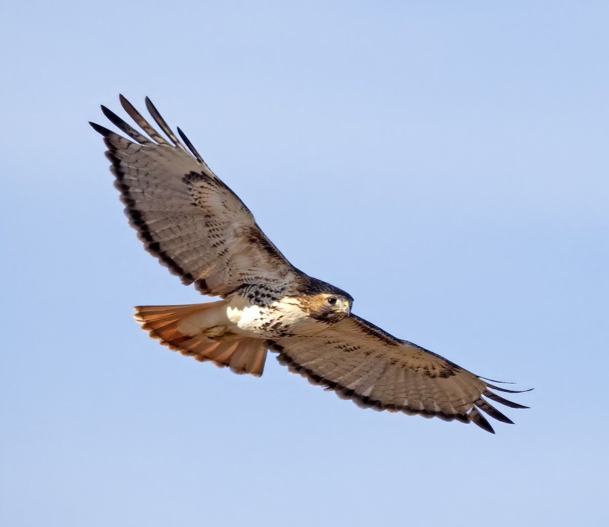 Red-tailed Hawk (borealis) - ML613559325