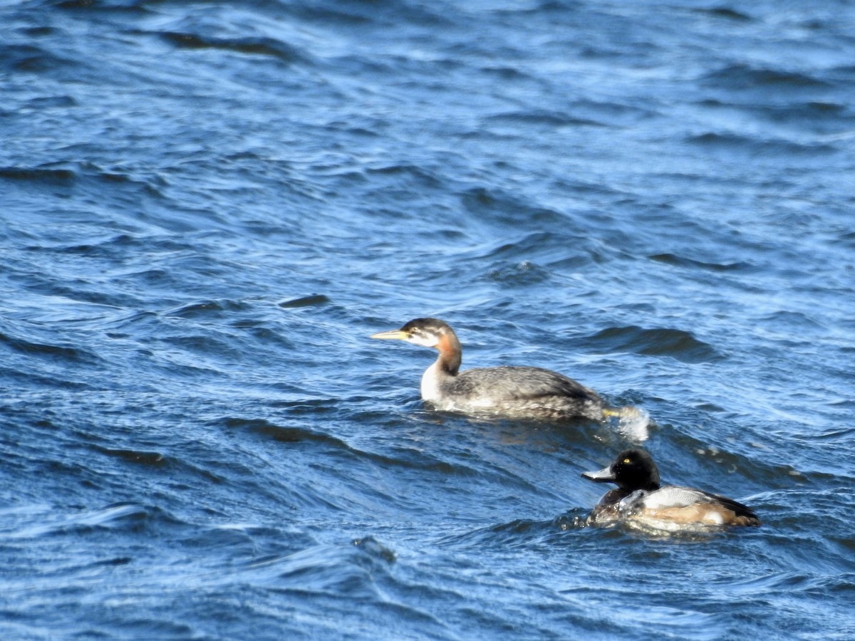 Red-necked Grebe - ML613559389