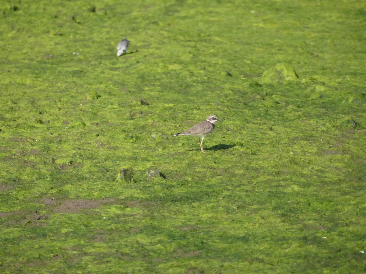 Little Ringed Plover - ML613559476