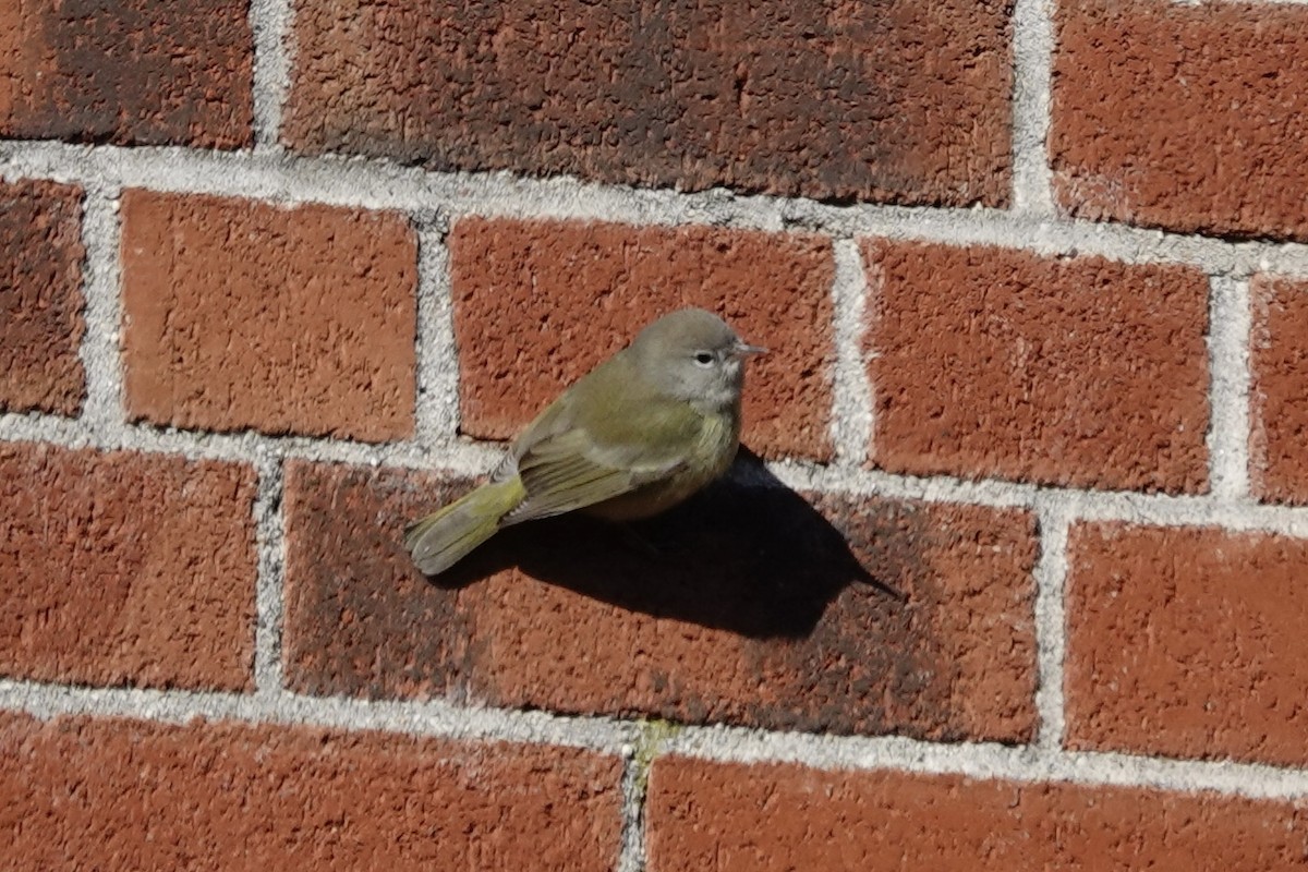 Orange-crowned Warbler - Jo Fasciolo