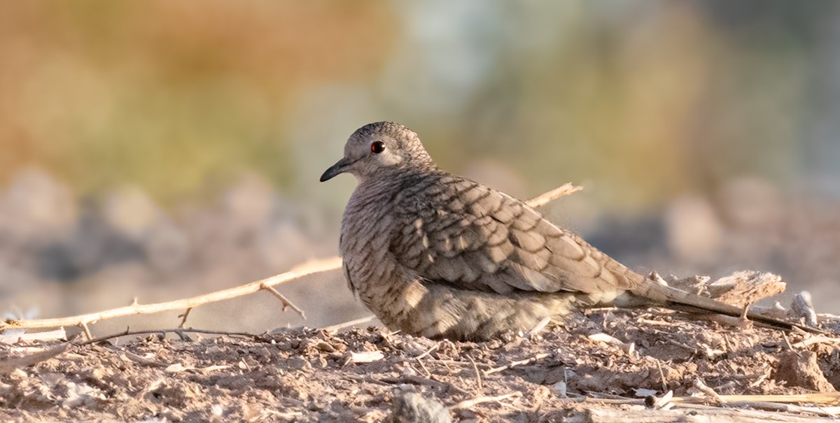 Inca Dove - Wendy Miller