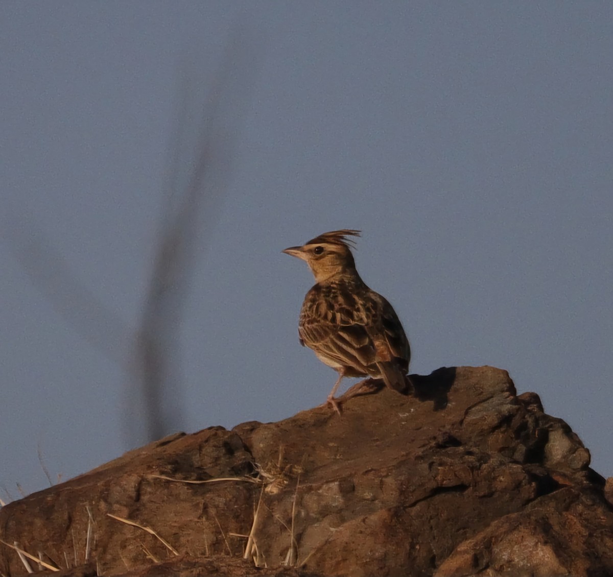 Tawny Lark - ML613559612