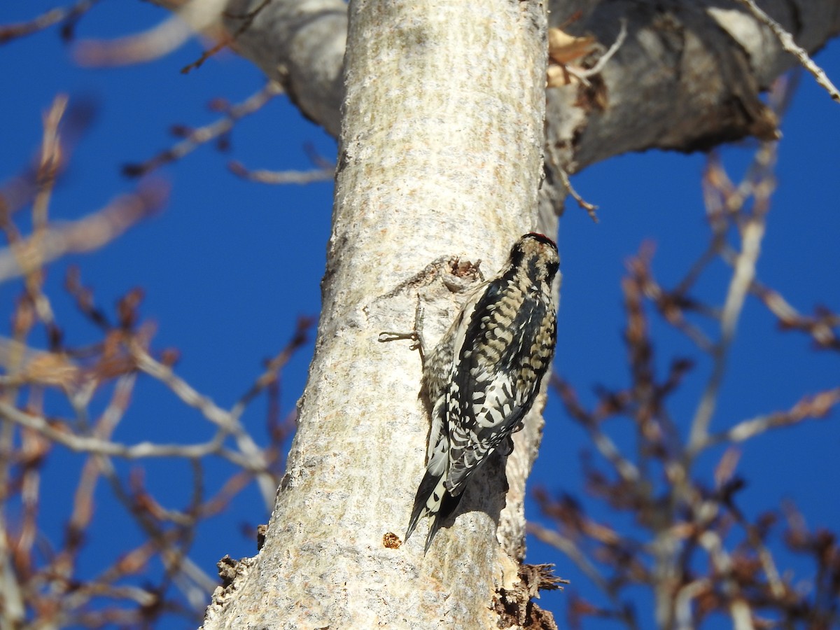 Yellow-bellied x Red-naped Sapsucker (hybrid) - T B