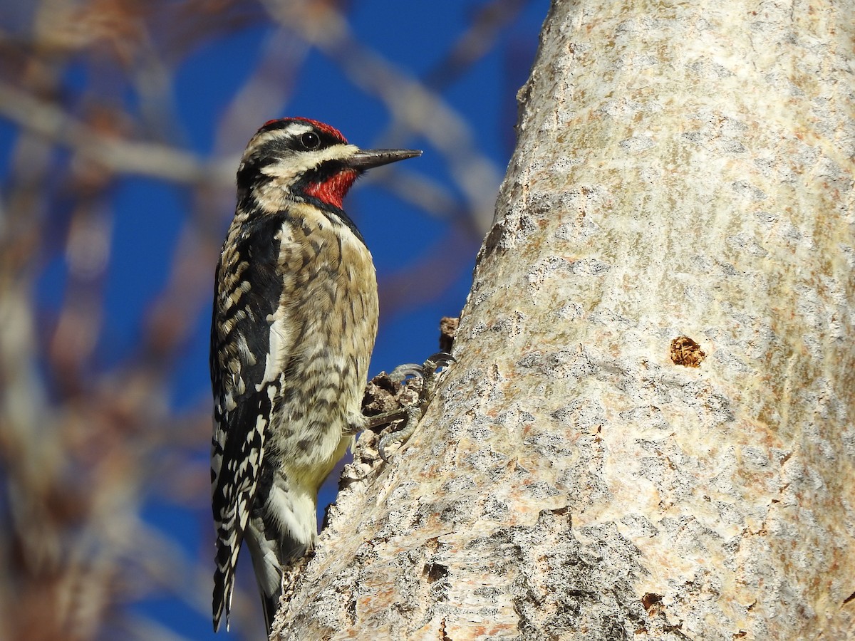 Yellow-bellied x Red-naped Sapsucker (hybrid) - ML613559619