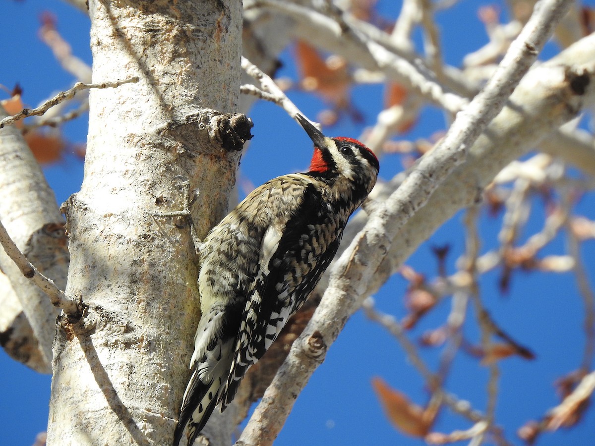 Yellow-bellied x Red-naped Sapsucker (hybrid) - ML613559624