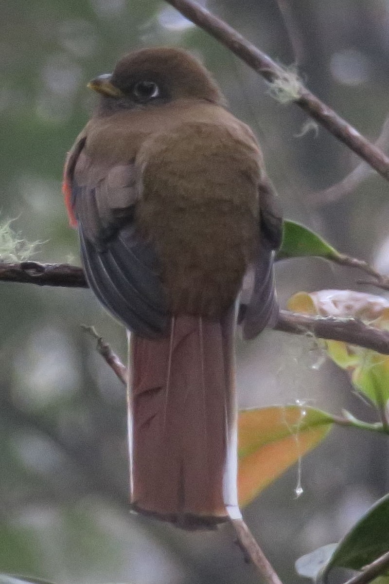 Collared Trogon - ML613559632