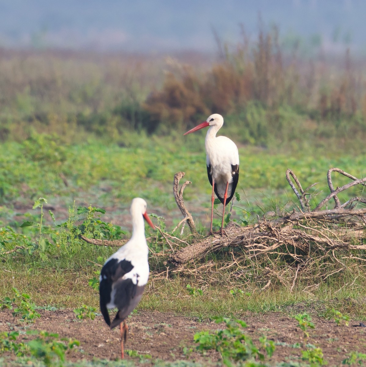 White Stork - ashish  mahajan