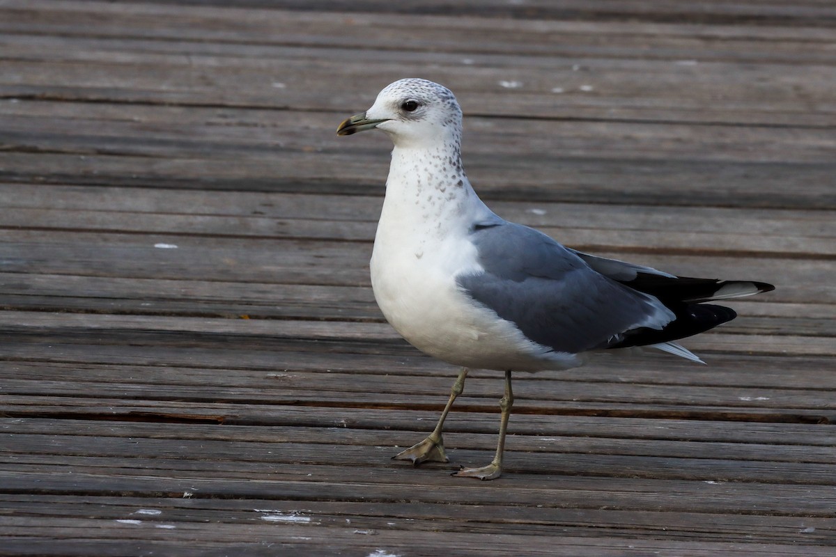 Common Gull - ML613559768