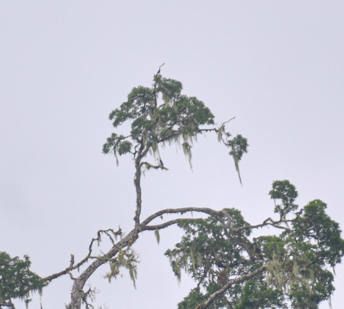 Black-and-white Hawk-Eagle - Marcel Esquivel