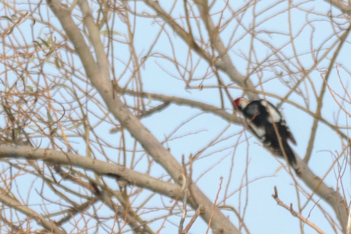 Syrian Woodpecker - ML613559774