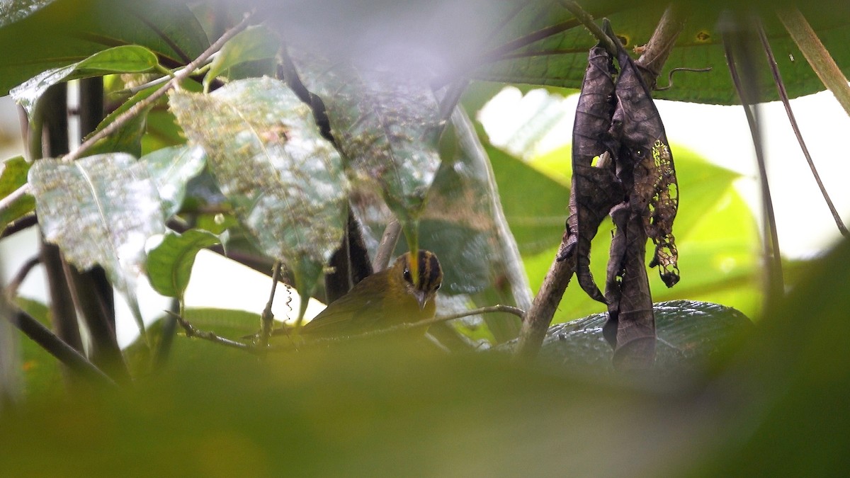 Reinita Ventridorada (chlorophrys) - ML613559781