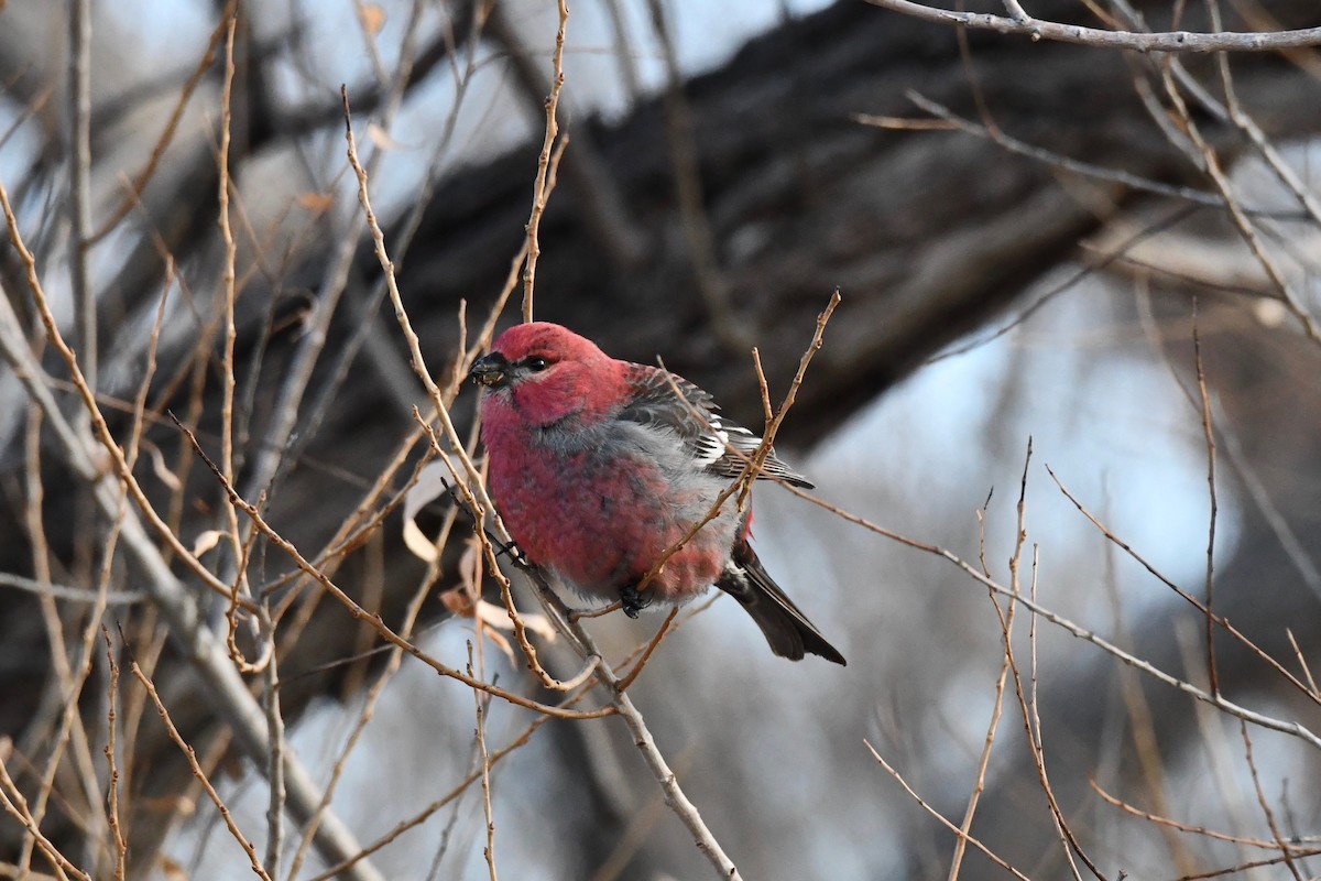 Pine Grosbeak - ML613559790