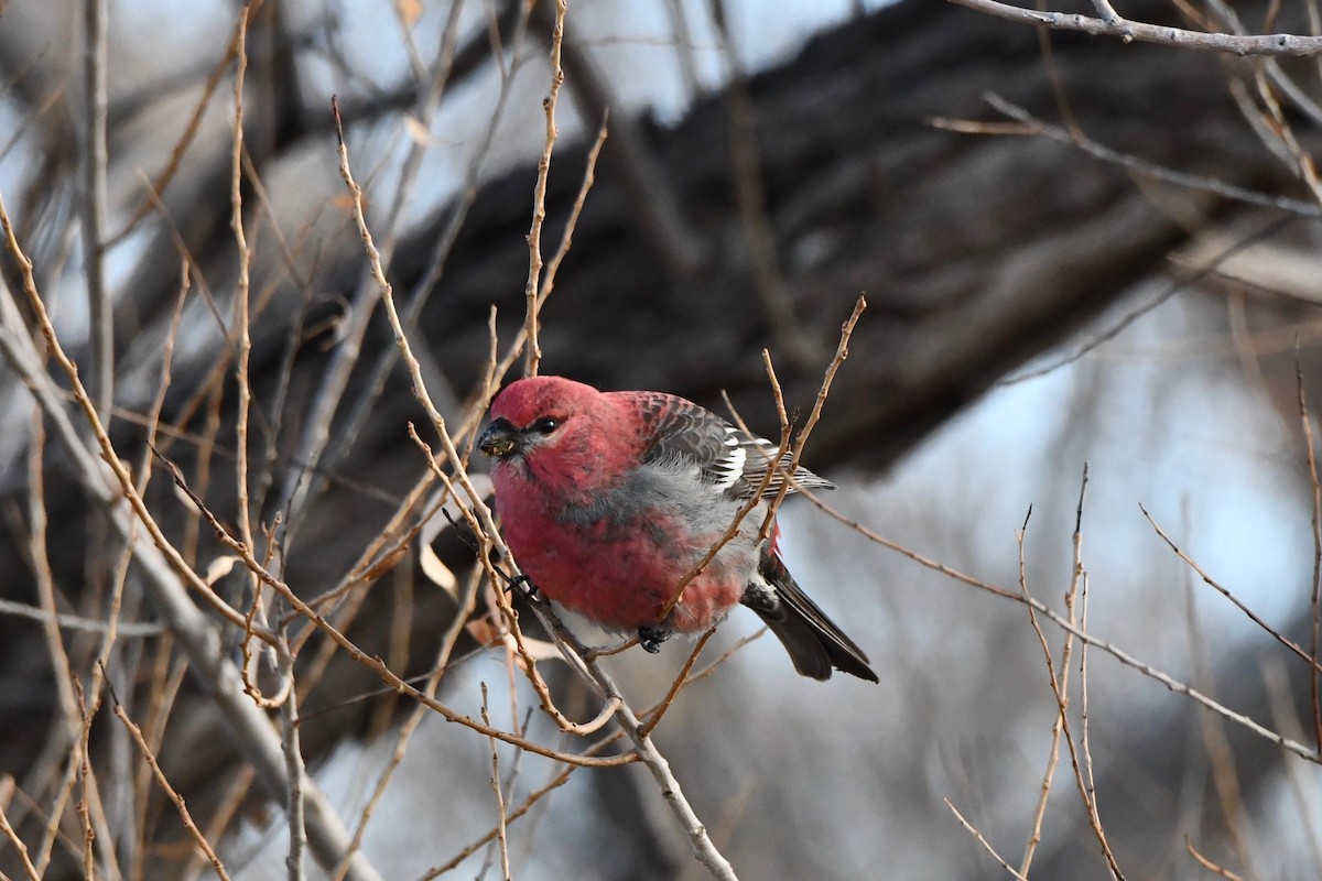 Pine Grosbeak - ML613559791