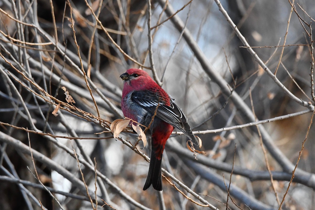 Pine Grosbeak - ML613559792