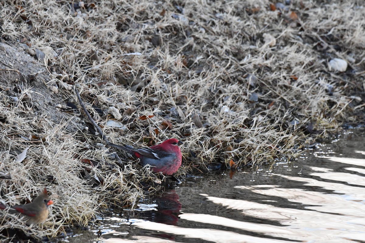 Pine Grosbeak - ML613559793