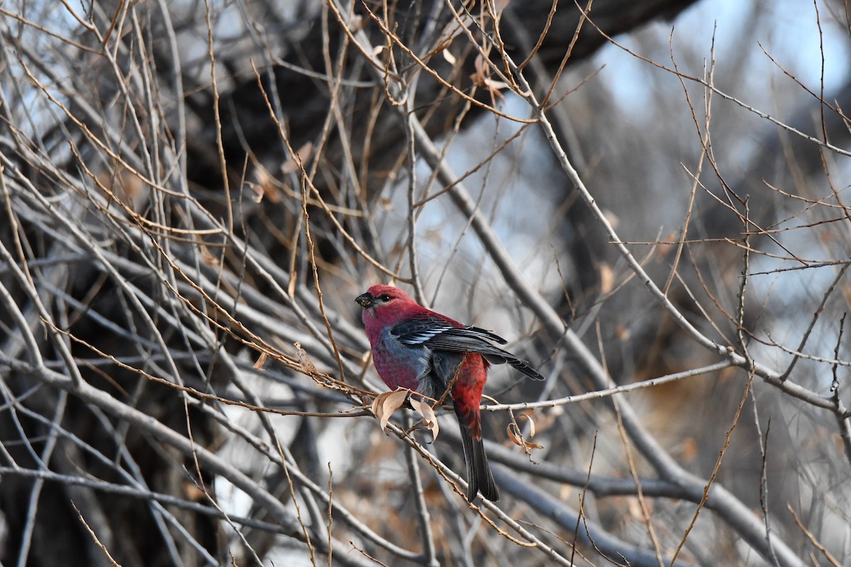 Pine Grosbeak - ML613559794