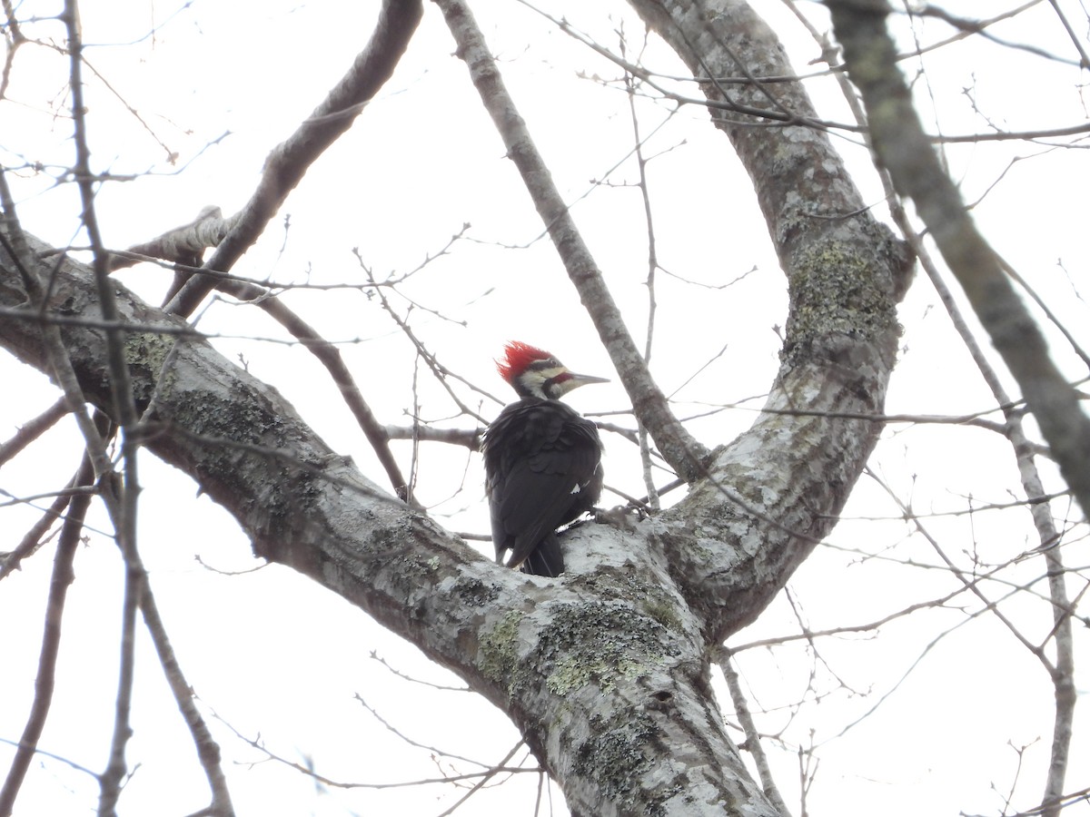 Pileated Woodpecker - ML613559806