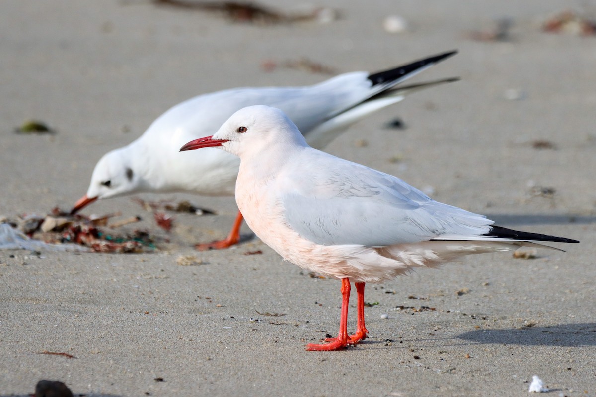 Slender-billed Gull - ML613559838