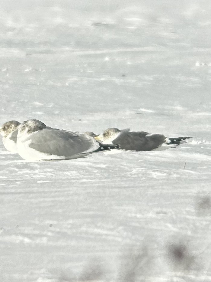 racek žlutonohý - ML613559900