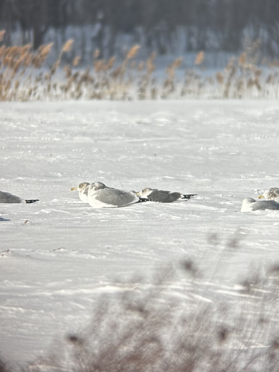 racek žlutonohý - ML613559901